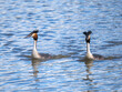 Great Crested Grebe Mirroring During Courtship