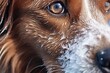 Portrait of a dog with brown eyes. Close-up.