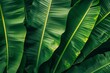 Banana leaf background, cluster of bananas above, lush green , low texture