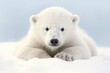Polar bear (Ursus maritimus) on the snow