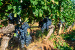 Black grapes growing on a vine during harvest
