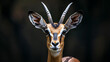 a gazelle in close-up. Against a dark background, the gazelle’s features come to life