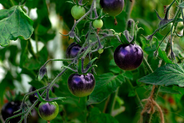 Poster - Black cherry tomato ripening in the greenhouse. Homegrown vegetable in the garden