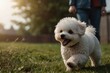 a Bichon Frise running joyfully in a grass field or backyard, with its owner in the background. The playful interaction between the dog and its owner showcases a bond of happiness and companionship.