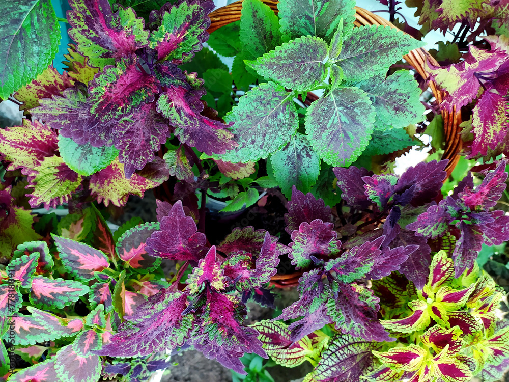 Coleus plant. A mixture of colors. Colorful leaves. Different varieties ...