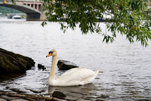 Close-up of a white swan on the Vltava River in the city of Prague