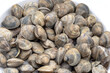 heap of shellfish Chamelea gallina,small saltwater clam in the family Veneridae,fished in Italy in the Adriatic Sea