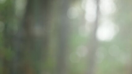 Blur bokeh light background .Summer concept of abstract nature blurred background. Sun breaking through leaves blurred bokeh background.	
