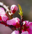 spring peach tree with pink flowers