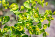 Lower closeup : Leafy spurge ( Euphorbia esula )