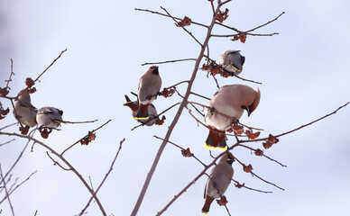 Wall Mural - A flock of waxwings settled on the branches on the remains of the persimmon, against the blue sky
