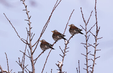Wall Mural - Three fieldfares sit on winter branches against the blue sky.