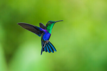 Wall Mural - Green Crowned Woodnymph - Thalurania colombica hummingbird family Trochilidae, found in Belize and Guatemala to Peru, blue and green shiny bird flying on the colorful flowers background.
