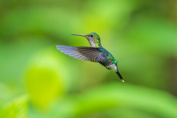 Wall Mural - Beautiful female White-necked Jacobin hummingbird, Florisuga mellivora, hovering in the air with green and yellow background. Best humminbird of Ecuador.