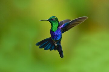 Green Crowned Woodnymph - Thalurania colombica hummingbird family Trochilidae, found in Belize and Guatemala to Peru, blue and green shiny bird flying on the colorful flowers background.
