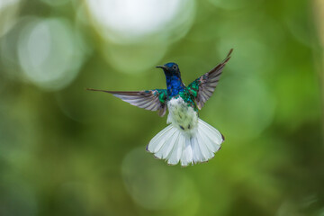 Wall Mural - Beautiful White-necked Jacobin hummingbird, Florisuga mellivora, hovering in the air with green and yellow background. Best humminbird of Ecuador.