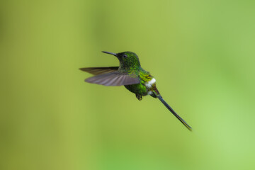 Wall Mural - Green Thorntail - Best humminbirds, Discosura conversii small hummingbird in the brilliants, tribe Lesbiini of subfamily Lesbiinae, green bird found in Colombia, Costa Rica, Ecuador and Panama.