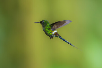 Wall Mural - Green Thorntail - Best humminbirds, Discosura conversii small hummingbird in the brilliants, tribe Lesbiini of subfamily Lesbiinae, green bird found in Colombia, Costa Rica, Ecuador and Panama.