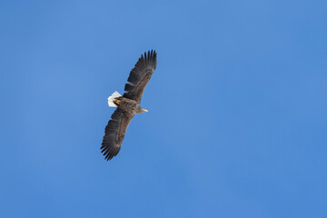 Wall Mural - White-tailed eagle (Haliaeetus albicilla)