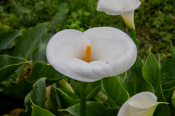 Calla lily.