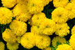 yellow mariglod flower blomming in garden, top view flower background