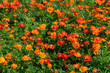 Sulfur Cosmos or orange Cosmos flower blomming in garden. flower background
