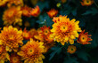 Orange Chrysanthemum flower on top view, flower background
