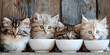 variety of Kittens around a bowl of food blur background  