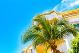 Fototapeta Most - Beautiful tropical palm tree palms trees species blue sky Mexico.