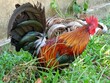 Beautifully colored wild chickens in Thailand