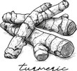 Turmeric hand drawn vector illustration on white