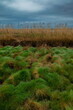 Landscape in Seaton Wetlands Nature Reserve, Devon