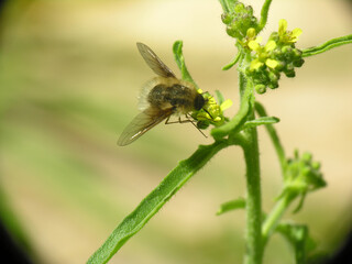 Poster - Bombylius