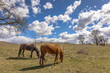 Two horses from the side grazing in a pasture with blue sky and white puffy clouds. 