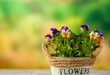Pansies in a flower pot on a table against a background of nature