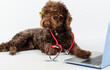Portrait of a dog with glasses, stethoscope and laptop on a white background. Pet health concept.