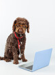 Portrait of a dog with glasses, stethoscope and laptop on a white background. Pet health concept. FVertical image
