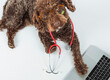 A dog with glasses and stethoscope in front of a laptop on a white background.The concept of animal health.