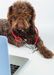 A water dog with glasses and a stethoscope in front of a laptop screen. The pet looks like a doctor, veterinarian. The concept of animal health.
