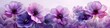 Bright and delicate pink and purple flowers demonstrate the fragility of nature on horizontal wallpaper with a white background.