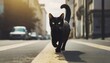  black cat crossing road