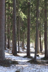 Pine forest in Scandinavia on a sunny winter day. Snow and pine trees.