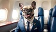 Funny, humorous French Bull Dog. Costumed, dress up. comedy, suit, hero.
