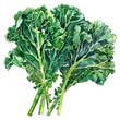Watercolor clipart of kale, high-end look, on a white canvas