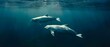 Ethereal Belugas: An Underwater Ballet of Simplicity. Concept Underwater Photography, Beluga Whales, Ethereal Aesthetics, Marine Life, Ballet Dance