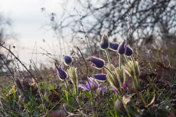 Beautiful purple spring flower in the meadow - Pulsatilla grandis.