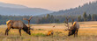 Tranquil scene of elk grazing on a misty meadow at dawn, with forest backdrop