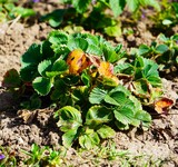 Fototapeta Kuchnia - Ekologiczna sadzonka truskawki