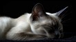 A male siamese cat portrait with black background