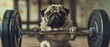 An overweight pug dog struggles to lift a very heavy dumbbell bar.